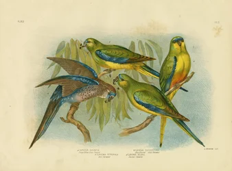 Periquito de hierba de vientre naranja, 1891